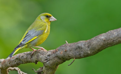 Greenfinch / Groenling