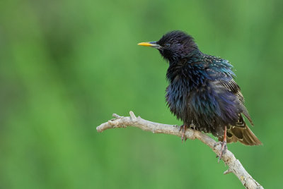 Starling / Spreeuw