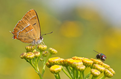 Brown Hairstreak / Sleedoornpage