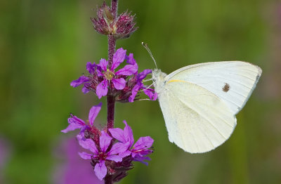 Small White / Klein koolwitje