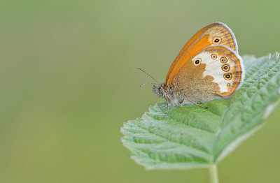Pearly Heath / Tweekleurig hooibeestje