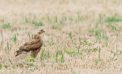 Long-legged buzzard / Arendbuizerd