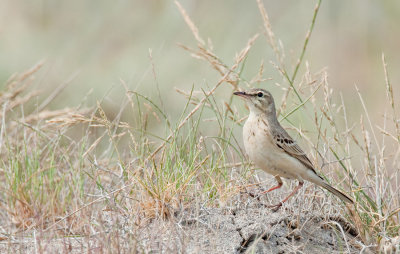 Tawny Pipit / Duinpieper