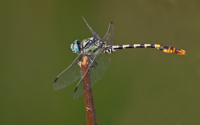 Dark pincertail / Donkere tanglibel