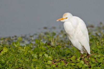 Cattle Egret / Koereiger