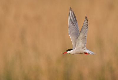 Common Tern / Visdief 