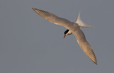 Common Tern / Visdief 