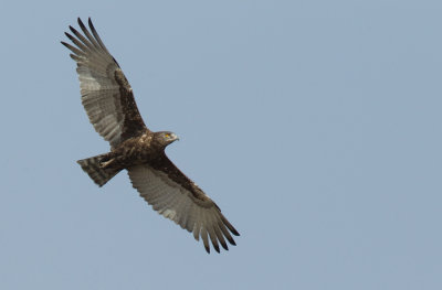 Brown snake eagle / Bruine slangenarend