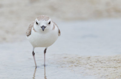 Snowy plover / Amerikaanse strandplevier