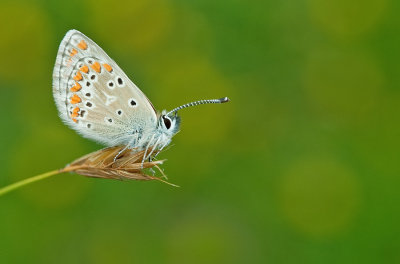 Northern Brown Argus / Vals bruin blauwtje