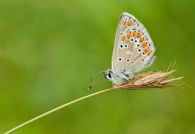 Northern Brown Argus / Vals bruin blauwtje