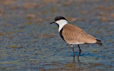 Spur-winged plover / Sporenkievit