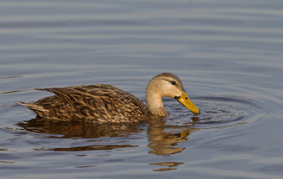 Mottled duck / Gevlekte Florida-eend