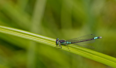 Norfolk damselfly / Donkere waterjuffer