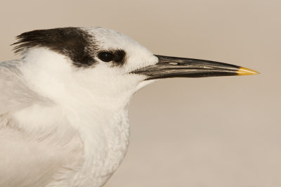 Cabot's tern / Amerikaanse grote stern