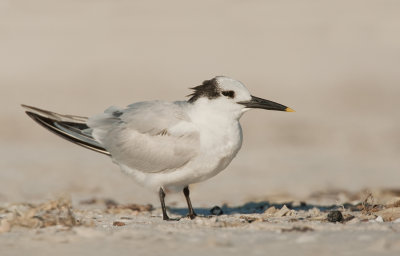 Cabot's tern / Amerikaanse grote stern 