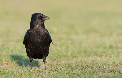 Carrion crow / Zwarte kraai