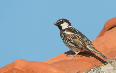 Spanish Sparrow / Spaanse Mus
