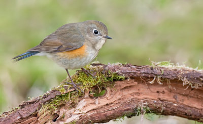 Red-flanked Bluetail / Blauwstaart