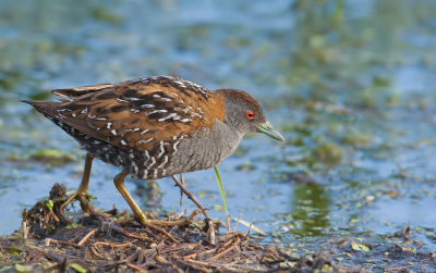 Baillon's Crake / Kleinst waterhoen