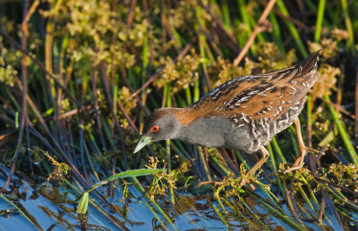 Baillon's Crake / Kleinst waterhoen