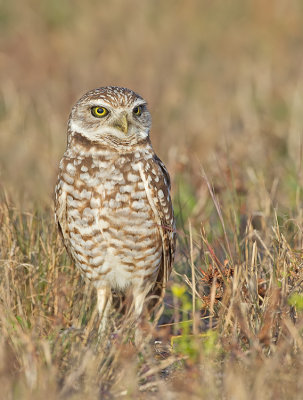 Burrowing owl / Holenuil