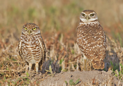 Burrowing owl / Holenuil