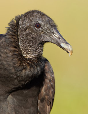 Black vulture / Zwarte gier