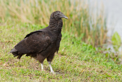 Black vulture / Zwarte gier