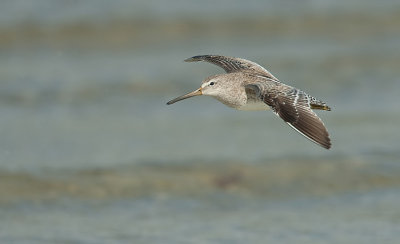 Short-billed Dowitcher / Kleine grijze snip