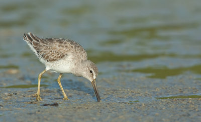 Short-billed Dowitcher / Kleine grijze snip