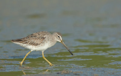 Short-billed Dowitcher / Kleine grijze snip