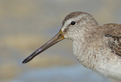 Short-billed Dowitcher / Kleine grijze snip