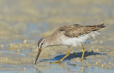 Short-billed Dowitcher / Kleine grijze snip