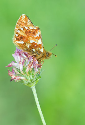 Sheperds Fritillary / Herdersparelmoervlinder