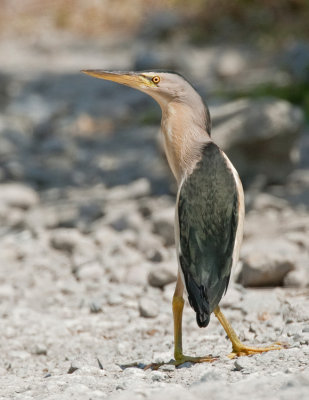 Little Bittern / Woudaap