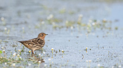 Red-Throated Pipit / Roodkeelpieper 