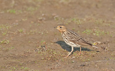 Red-Throated Pipit / Roodkeelpieper 