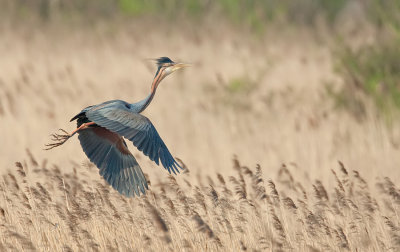 Purple heron / Purpereiger