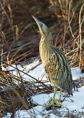 Bittern / Roerdomp