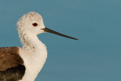 Black-Winged stilt / Steltkluut