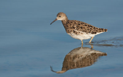 Ruff / Kemphaan