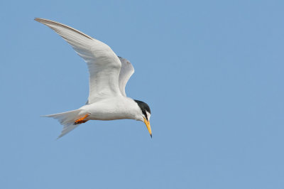 Little Tern / Dwergstern