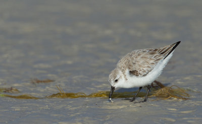 Sanderling / Drieteenstrandloper