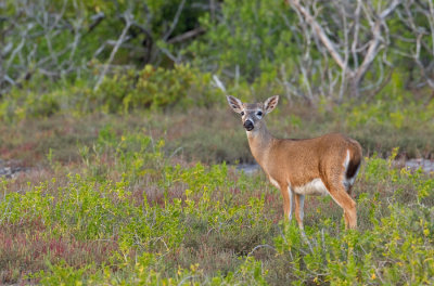 Key deer / Key hert