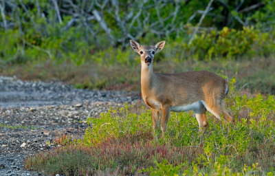 Key deer / Key hert