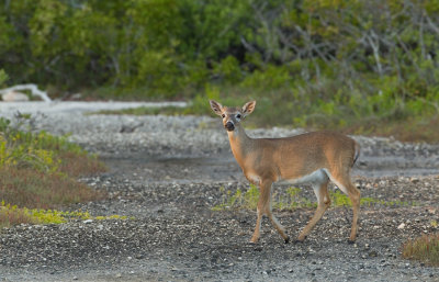 Key deer / Key hert