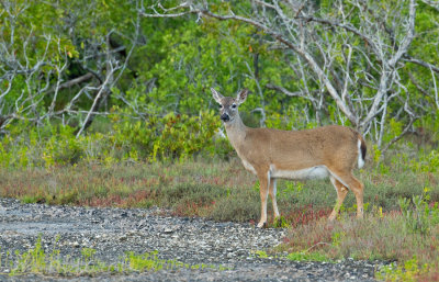 Key deer / Key hert