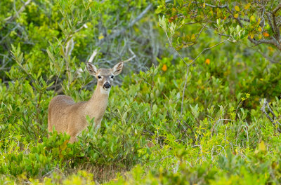 Key deer / Key hert