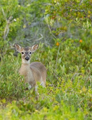 Key deer / Key hert